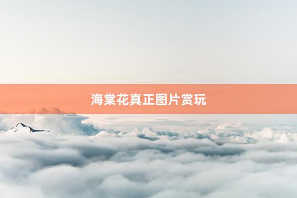 海棠花真正图片赏玩
